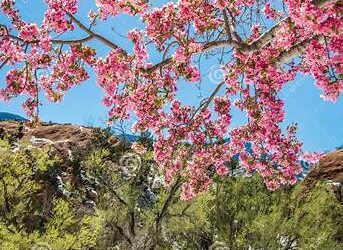 Cherry Blossoms – Cory Thompson